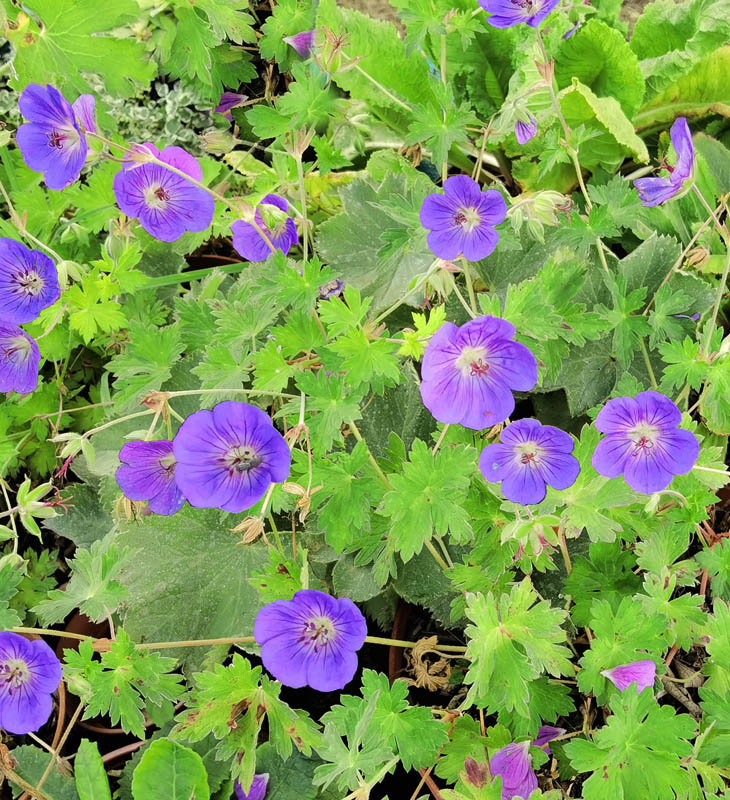 Geranium wallichianum 'Rozanne'